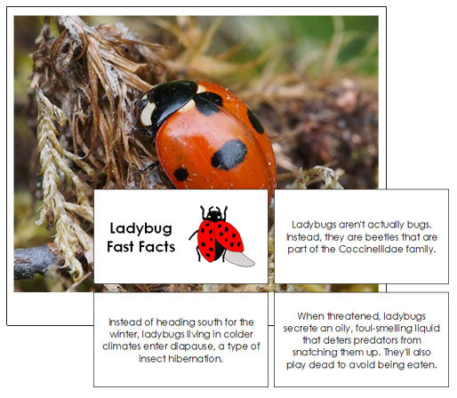Ladybug Fast Facts & Pictures - Montessori Print Shop
