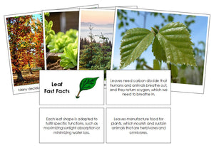 Leaf Fast Facts & Pictures - Montessori Print Shop