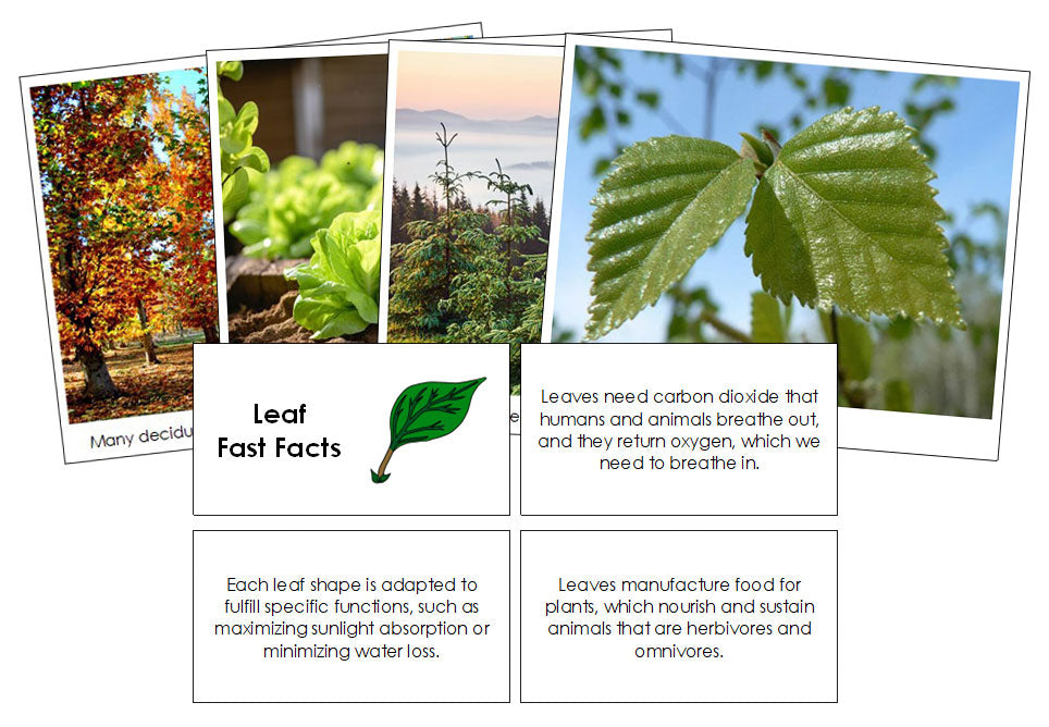 Leaf Fast Facts & Pictures - Montessori Print Shop