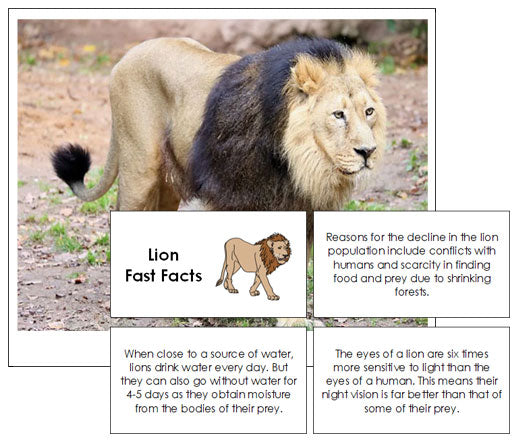 Lion Fast Facts & Pictures - Montessori Print Shop