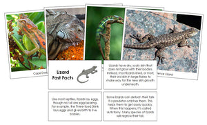 Lizard Fast Facts & Pictures - Montessori Print Shop