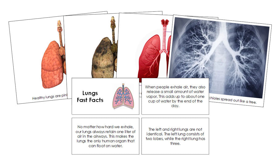 Human Lungs Fast Facts and Pictures by Montessori Print Shop