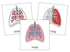 Parts of Human Lungs Nomenclature 3-Part Cards by Montessori Print Shop