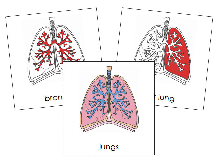 Parts of Human Lungs Nomenclature 3-Part Cards by Montessori Print Shop