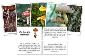 Mushroom Fast Facts & Pictures - Montessori Print Shop