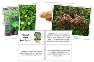 Peanut Plant Fast Facts & Pictures - Montessori Print Shop