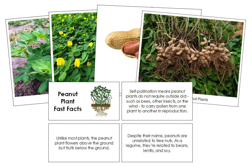 Peanut Plant Fast Facts & Pictures - Montessori Print Shop