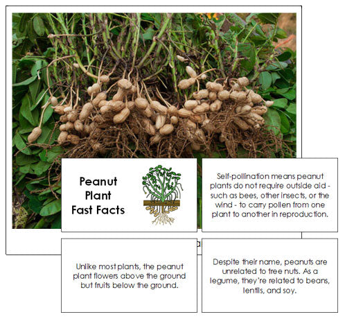Peanut Plant Fast Facts & Pictures - Montessori Print Shop