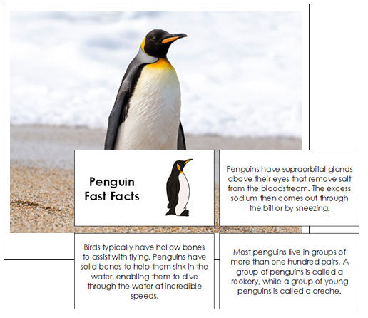 Penguin Fast Facts - Montessori Print Shop