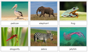 Phonetic Animal Alphabet Cards - by Montessori Print Shop
