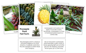 Pineapple Plant Fast Facts & Pictures - Montessori Print Shop