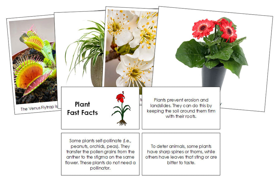 Plant Fast Facts & Pictures - Montessori Print Shop