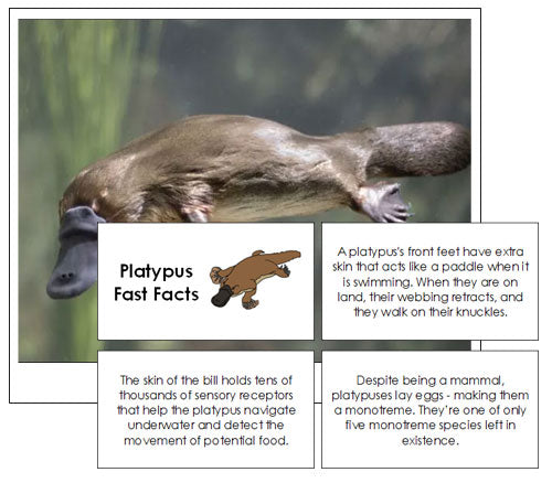 Platypus Fast Facts & Pictures - Montessori Print Shop
