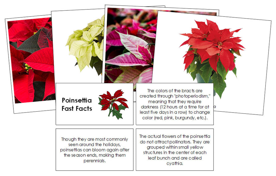 Poinsettia Fast Facts & Pictures - Montessori Print Shop