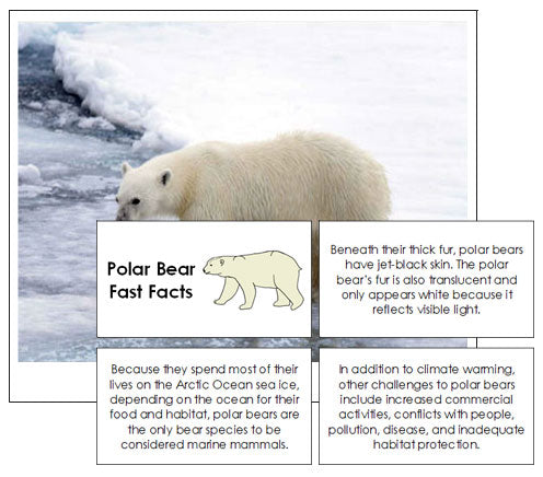 Polar Bear Fast Facts & Pictures - Montessori Print Shop
