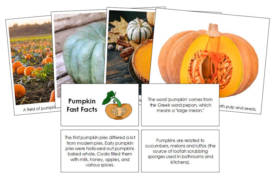 Pumpkin Fast Facts & Pictures by Montessori Print Shop