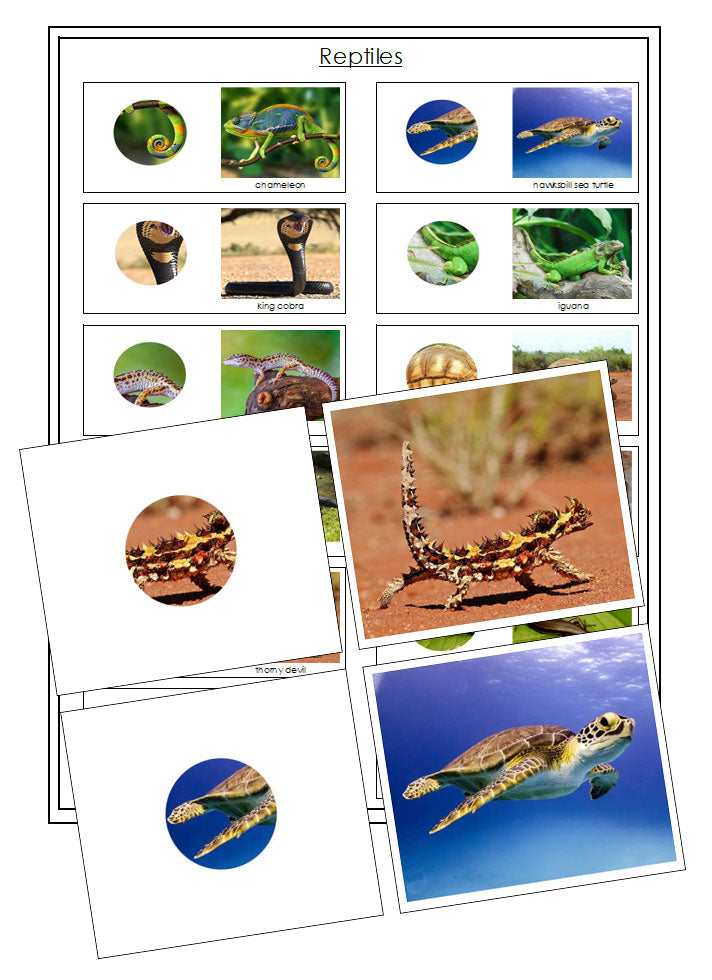 pictures of reptiles to print
