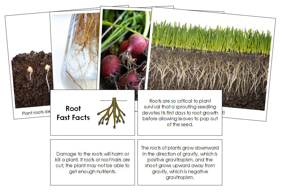 Root Fast Facts & Pictures - Montessori Print Shop