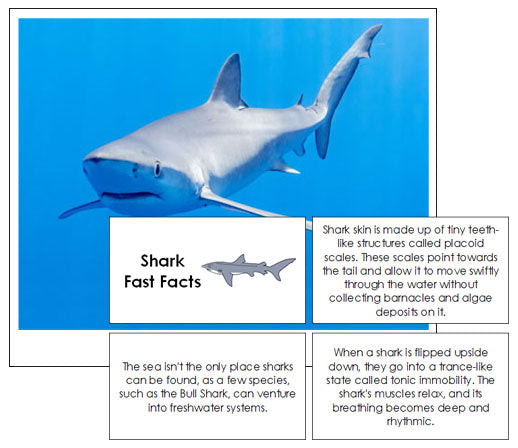 Shark Fast Facts & Pictures - Montessori Print Shop