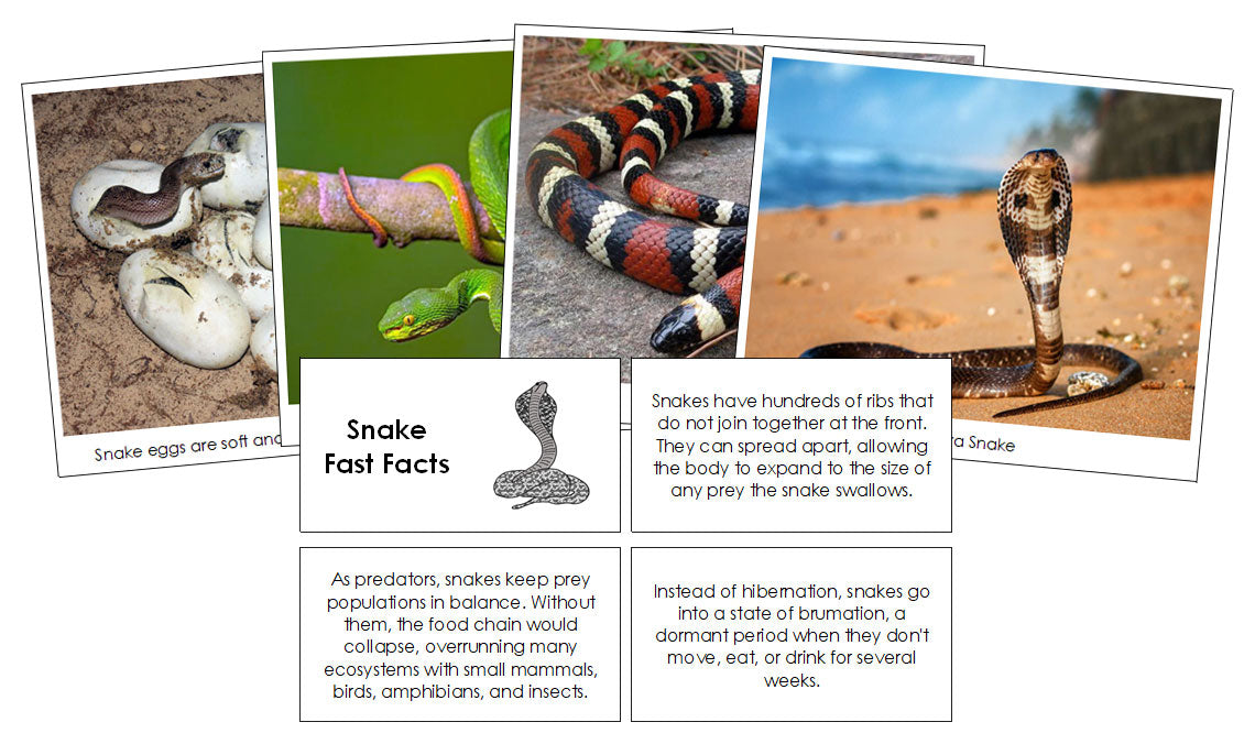 Snake Fast Facts & Pictures - Montessori Print Shop