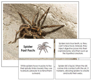 Spider Fast Facts & Pictures - Montessori Print Shop