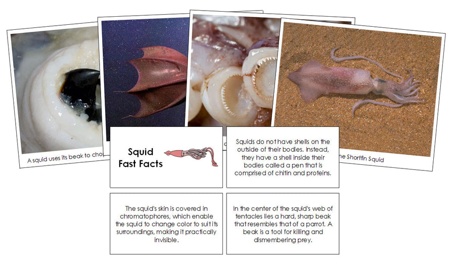 Squid Fast Facts & Pictures - Montessori Print Shop