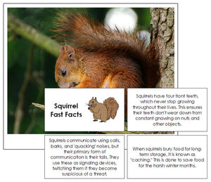 Squirrel Fast Facts & Pictures - Montessori Print Shop