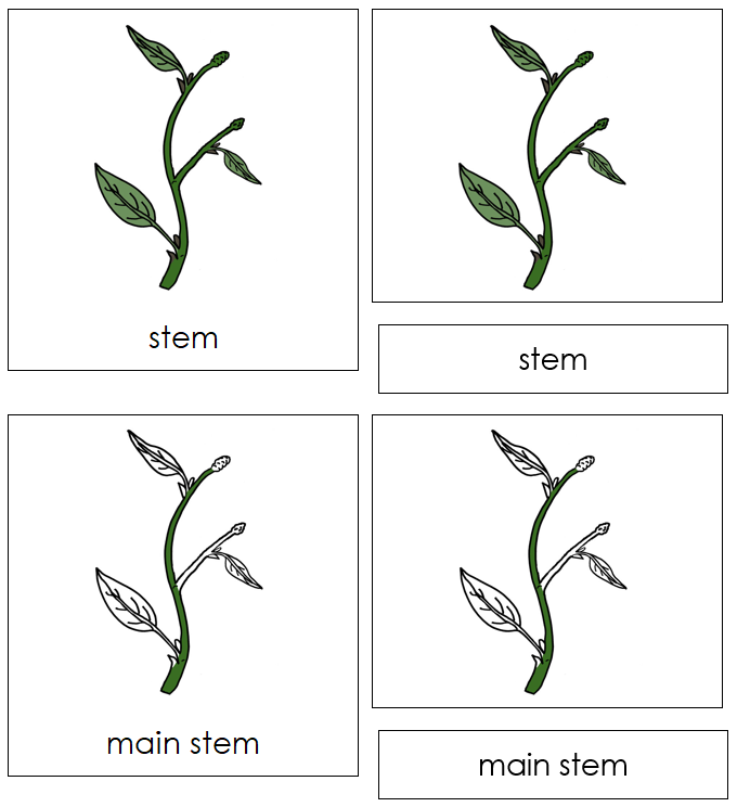 Botany Nomenclature Bundle Set 1 - Montessori Print Shop