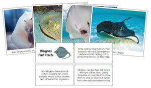 Stingray Fast Facts & Pictures - Montessori Print Shop