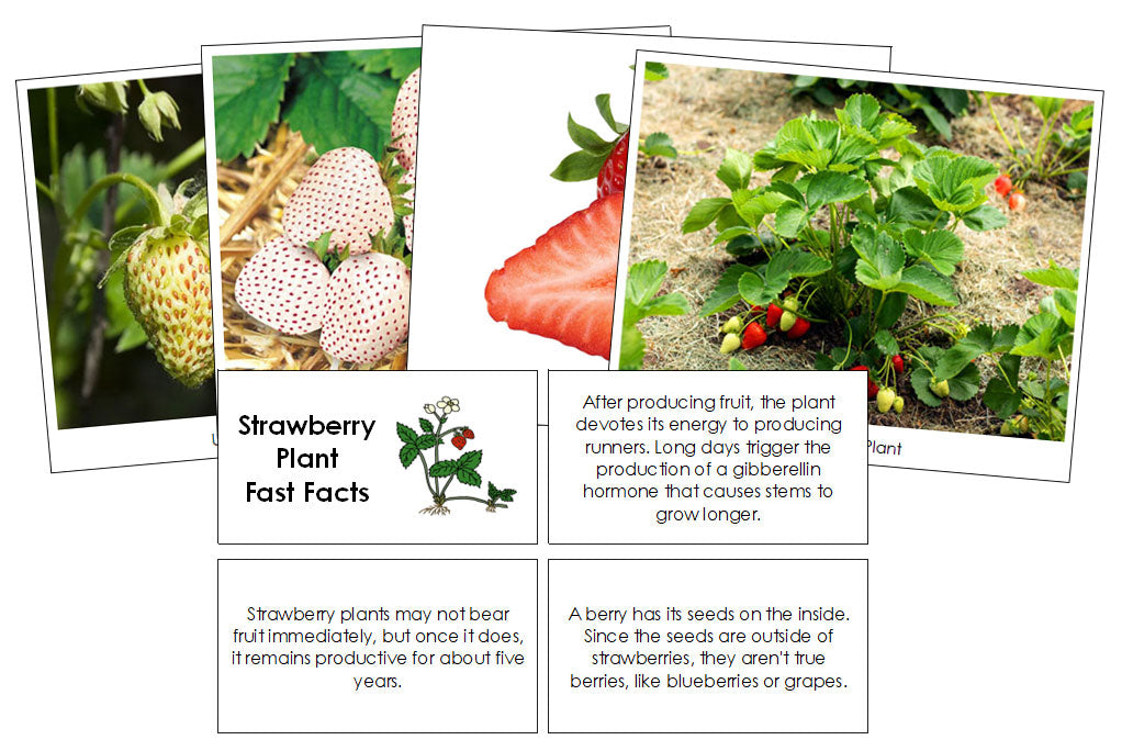 Strawberry Plant Fast Facts & Pictures - Montessori Print Shop