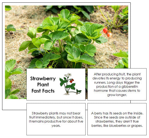 Strawberry Plant Fast Facts & Pictures - Montessori Print Shop