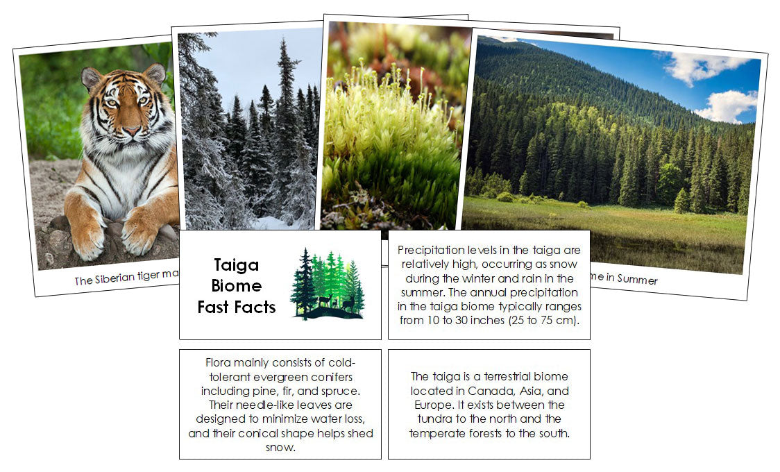 Taiga Biome Fast Facts and Pictures - Montessori Print Shop