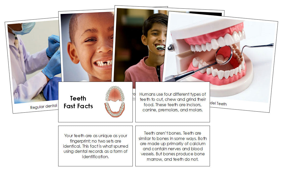 Teeth Fast Facts & Pictures - Montessori Print Shop