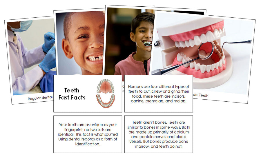 Teeth Fast Facts & Pictures - Montessori Print Shop