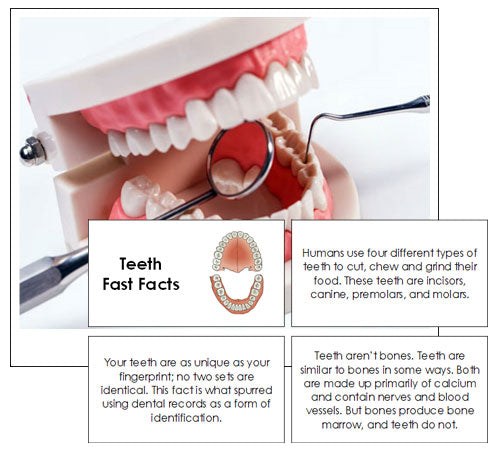 Teeth Fast Facts & Pictures - Montessori Print Shop