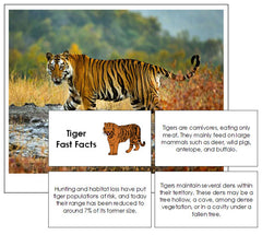 29 Interesting Facts About The Bengal Tiger - OhFact!