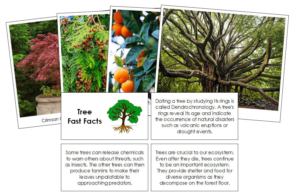 Tree Fast Facts & Pictures - Montessori Print Shop