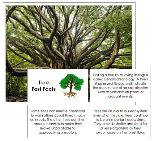 Tree Fast Facts & Pictures - Montessori Print Shop