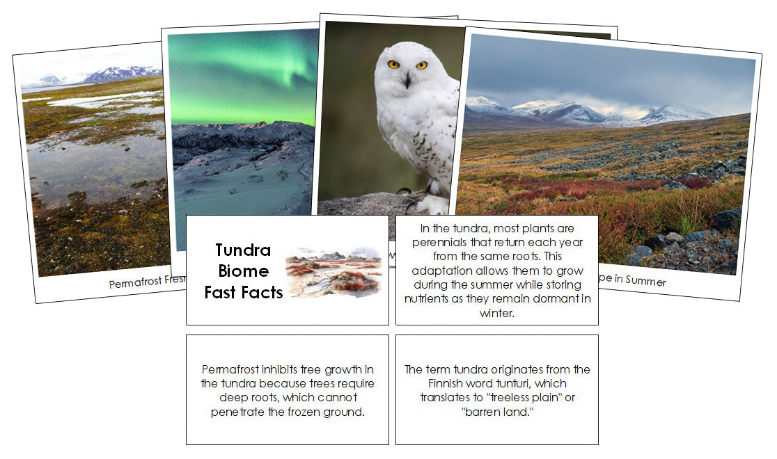 Tundra Biome Fast Facts and Pictures by Montessori Print Shop