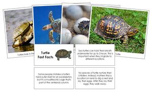 Turtle Fast Facts & Pictures - Montessori Print Shop