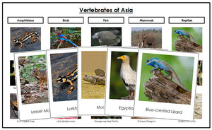 Vertebrates of Asia Sorting Cards and Chart - Montessori Print Shop