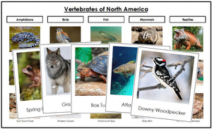 Vertebrates of North America Sorting Cards and Chart - Montessori Print Shop