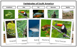 Vertebrates of South America Sorting Cards - Montessori Print Shop