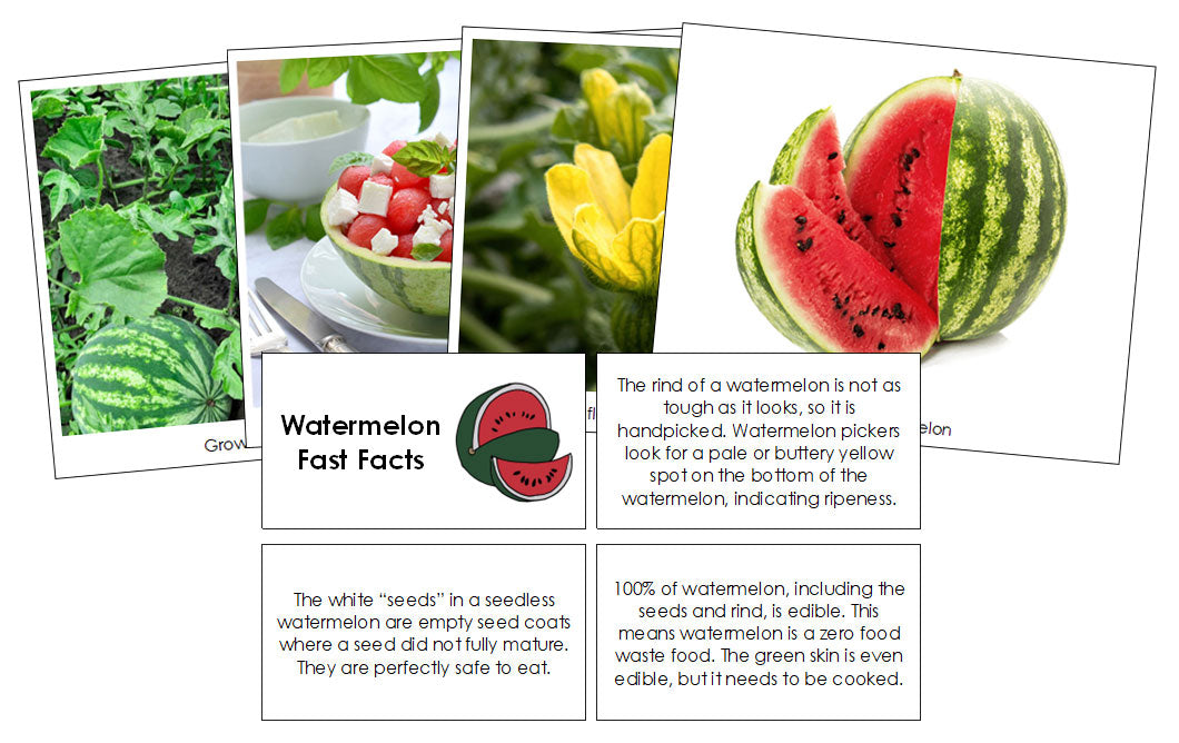 Watermelon Fast Facts & Pictures - Montessori Print Shop