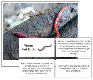 Worm Fast Facts & Pictures - Montessori Print Shop