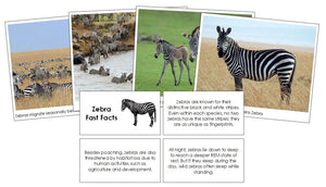 Zebra Fast Facts & Pictures - Montessori Print Shop