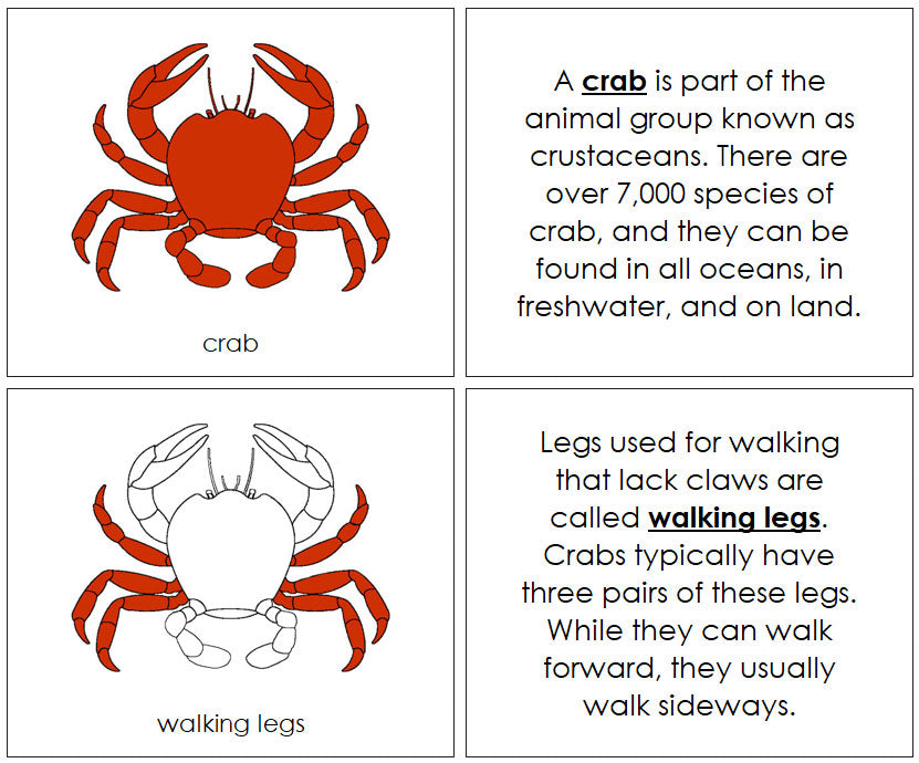 Parts of a Crab Nomenclature Book (red) by Montessori Print Shop