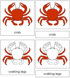 Parts of the Crab Nomenclature 3-Part Cards by Montessori Print Shop