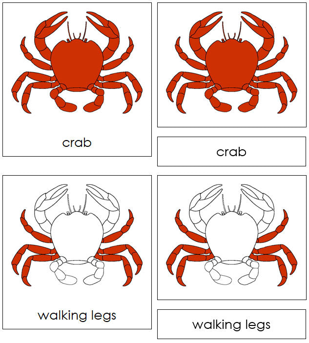 Parts of a Crab Nomenclature 3-Part Cards - Montessori Print Shop