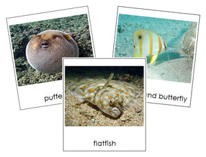 Fish 3-Part Cards - Montessori Print Shop